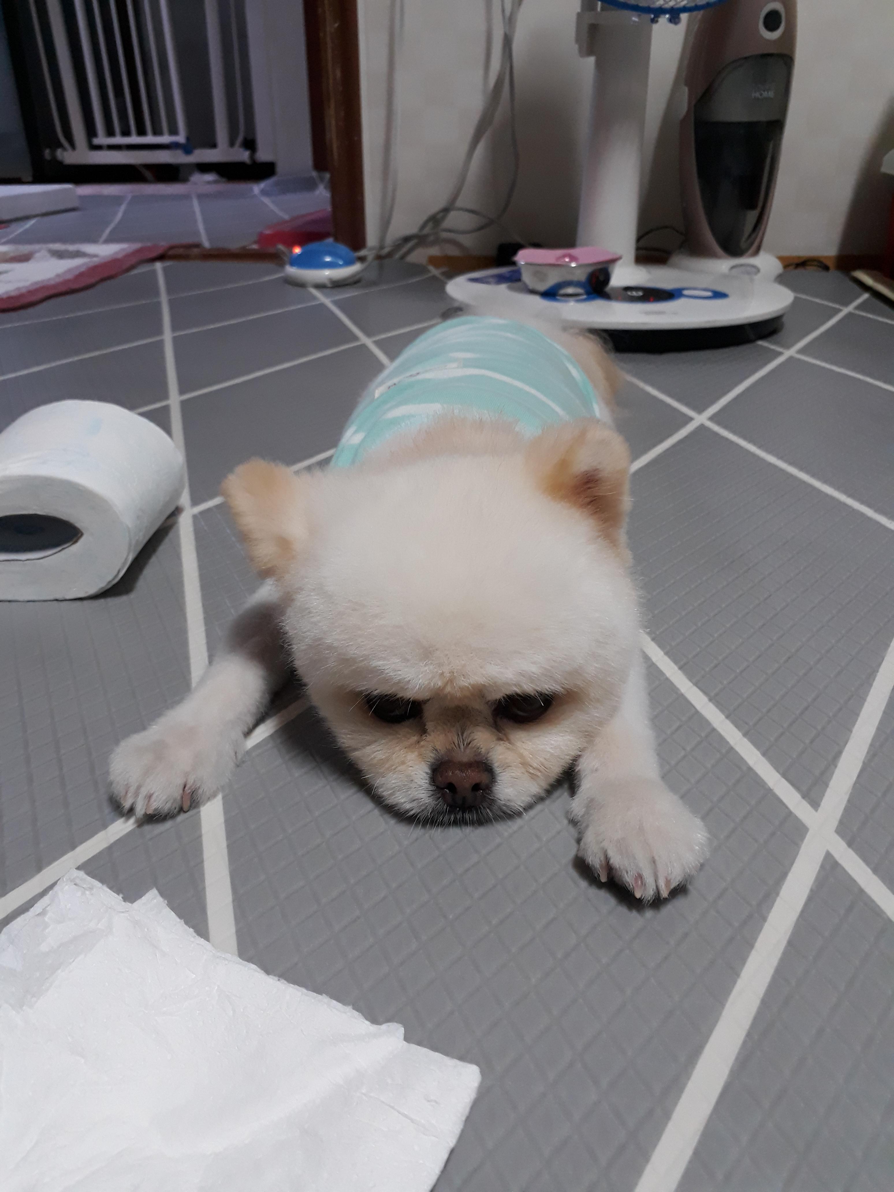 강아지 백내장 초기 증상과 확인법 : 예방법 3가지