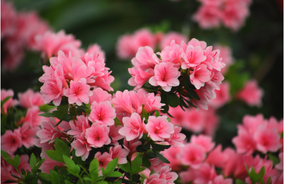 전국 지역별 철쭉 개화 시기