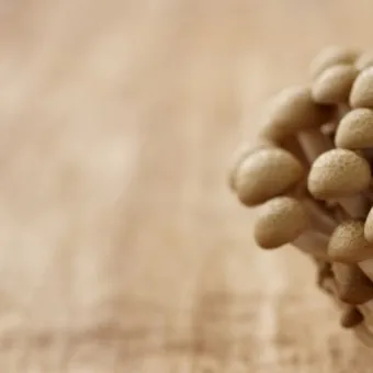 만가닥버섯 효능_21