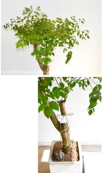 실내식물 여름철 관리 고온다습 통풍확보 물주기시간대 환기방법_7