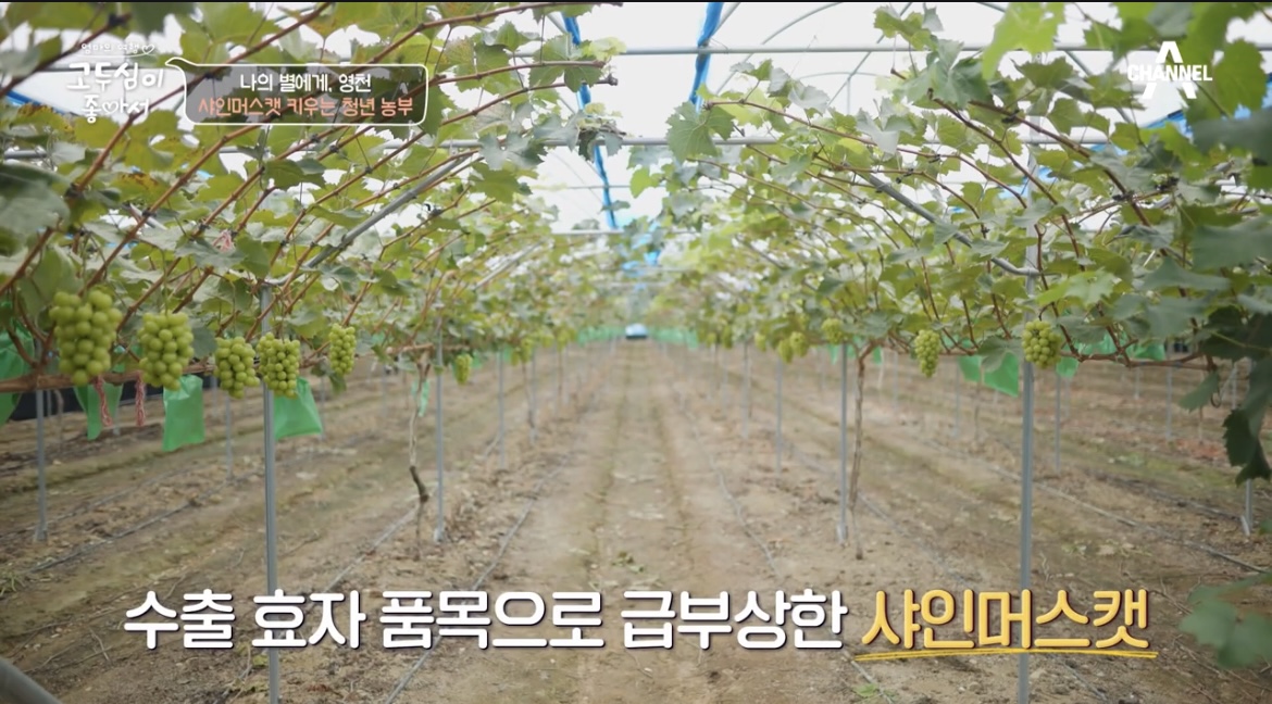 고두심이좋아서영천샤인머스켓농장