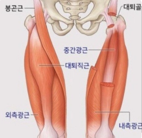 대퇴사두근 강화를 통한 무릎 관절 보호 관련 이미지