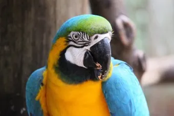 앵무새 분양 가격 키우기 분양 수명 먹이 성격 종류_10