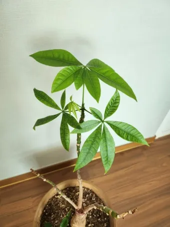 파키라 키우기 분갈이 뿌리관리 물주기간격 쉬운 관리법_3