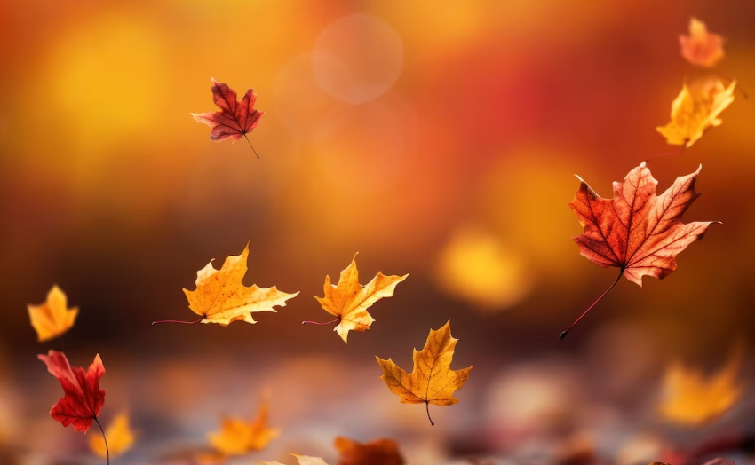 단풍의 메카니즘