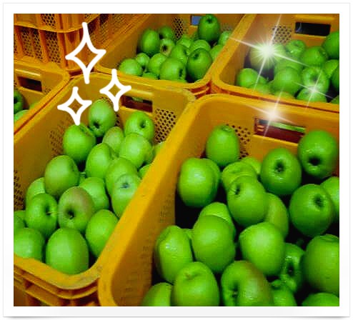 내고향스페셜 영주 아오리사과