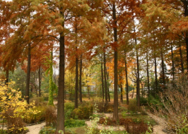 홍릉숲 문배나무길