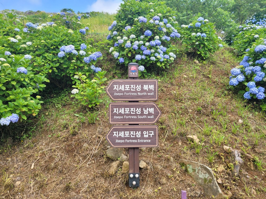 거제 지세포성, 수국과 라벤더 여행 총정리