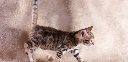 다리를 들고 걷는 고양이.