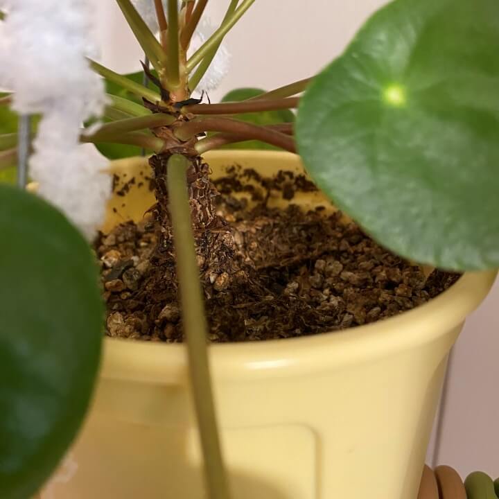 분갈이 필요한 페페