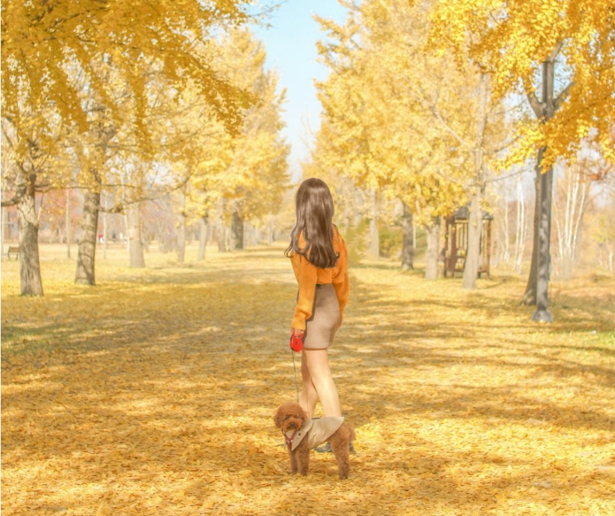 직장인 주말 반려견여행