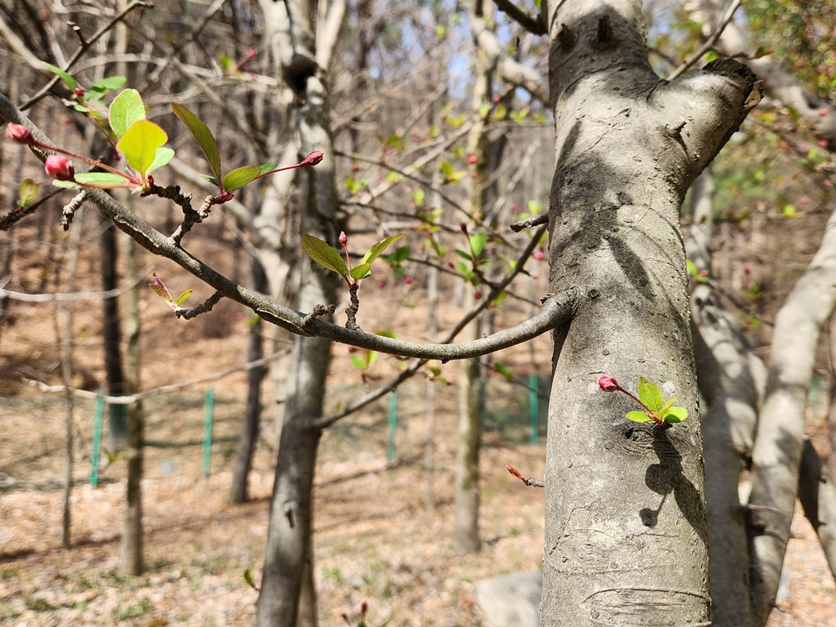 서부해당(꽃아그배나무)