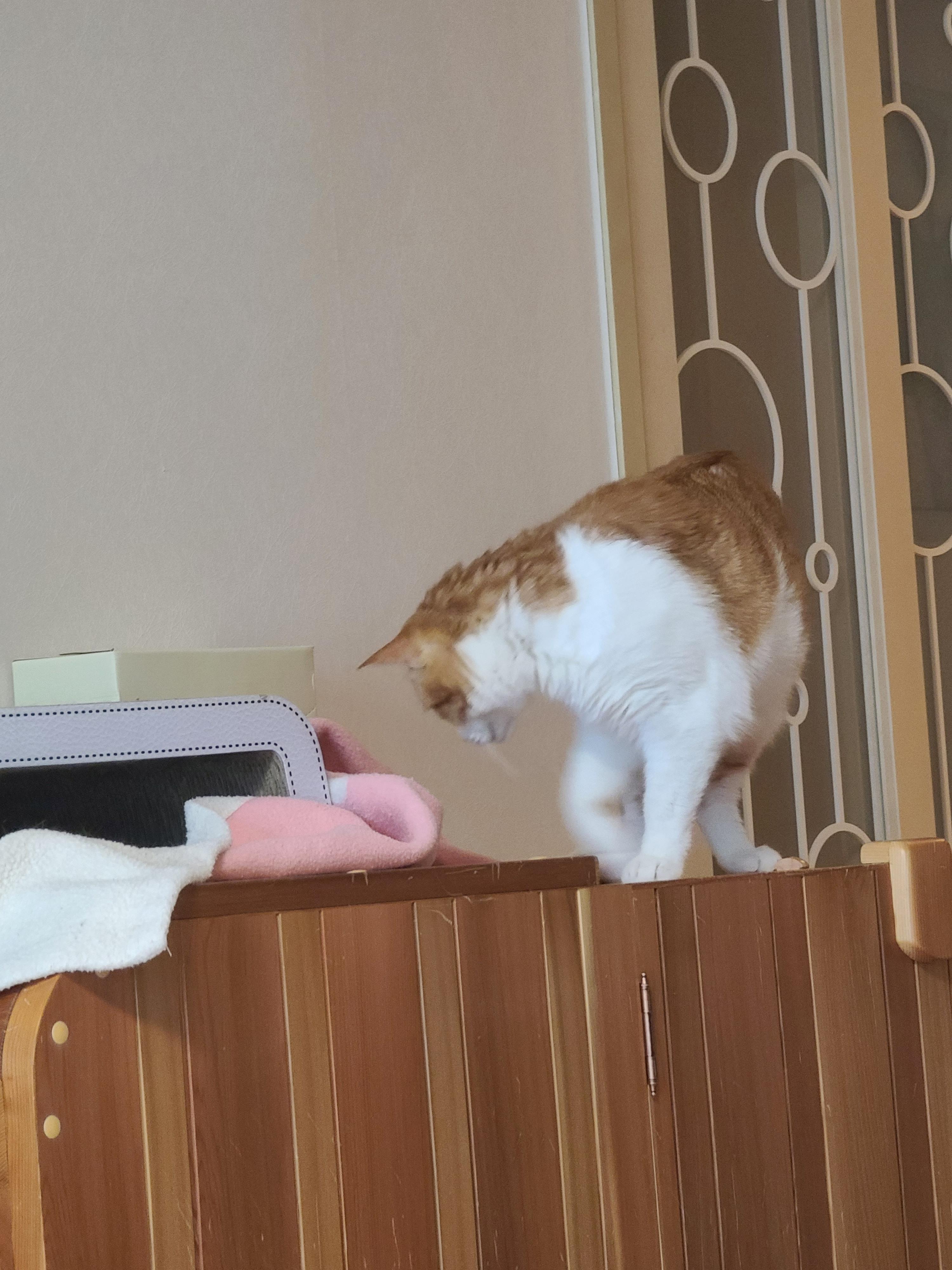 우리집엔 비싼 고양이들 숨숨집이 있다. 건식반신욕기 숨숨집.