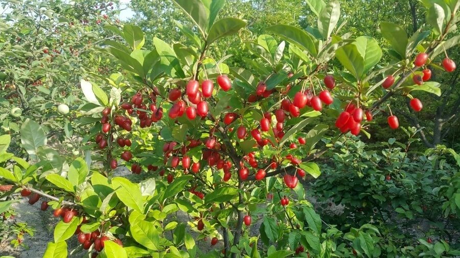 보리수 효능 10가지 및 부작용 및 주의사항