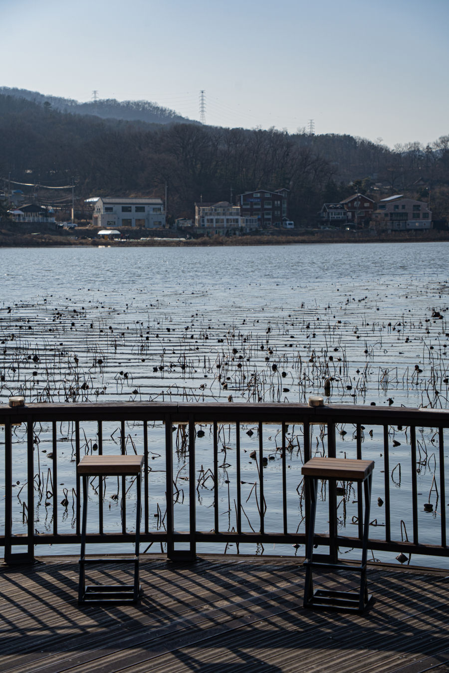 보통리 저수지 연꽃