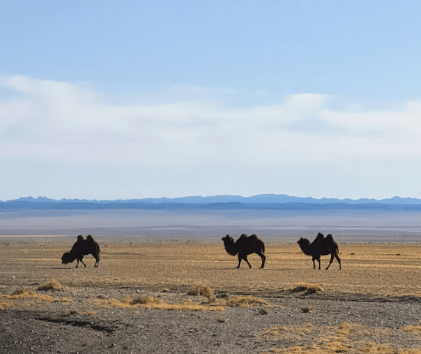 몽골 여행 준비물: 현지인이 추천하는 필수 리스트