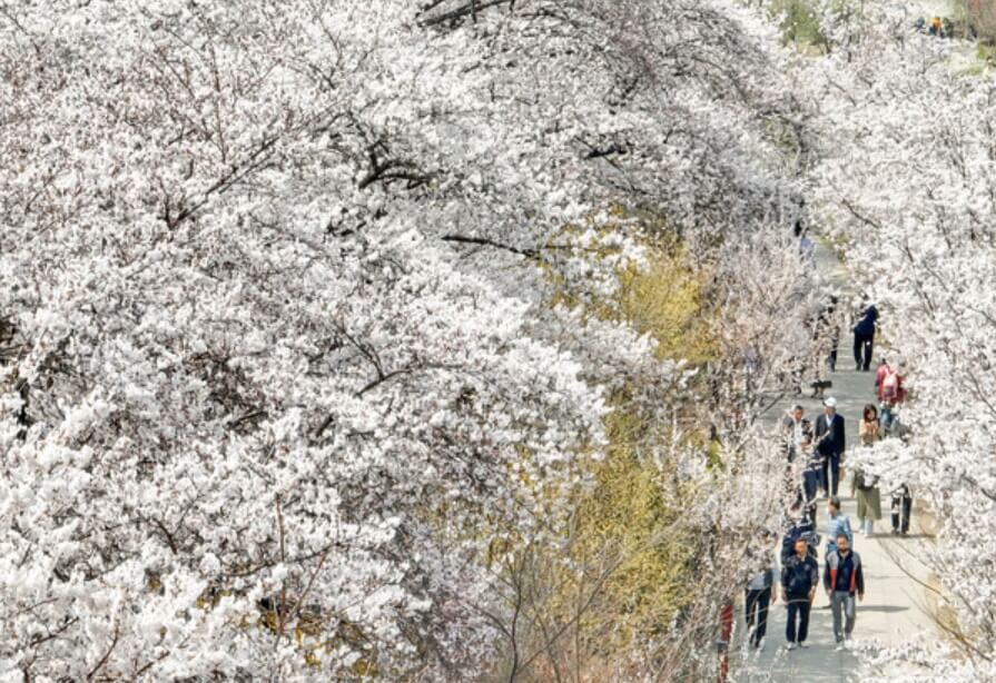 여의도 윤중로 벚꽃