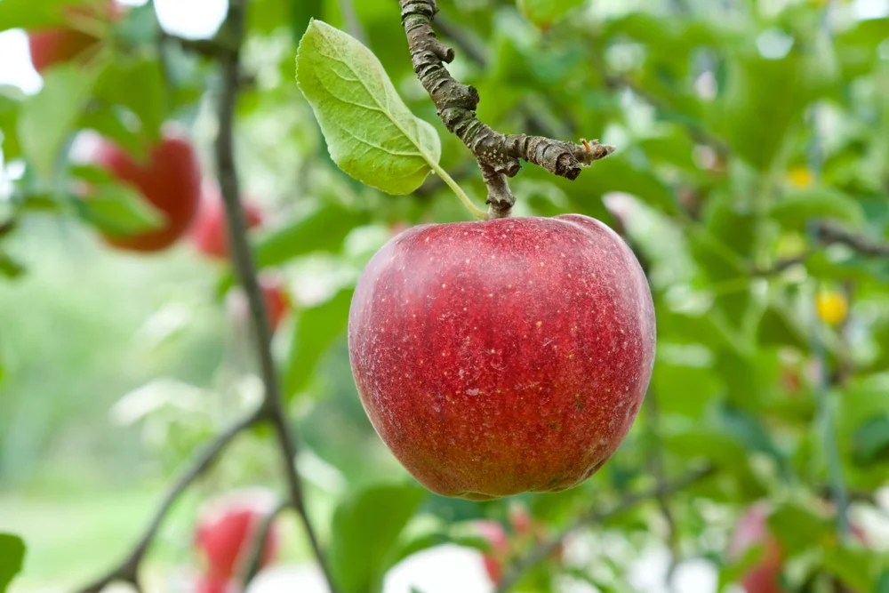 비타민C 다량 함유