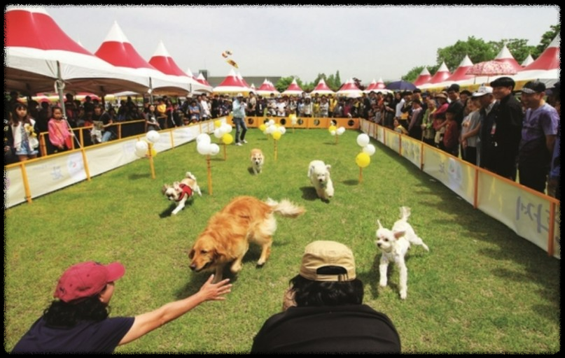 포항에서 반려동물과 함께하는 힐링 페스티벌&amp;#44; 놓치지 마세요!