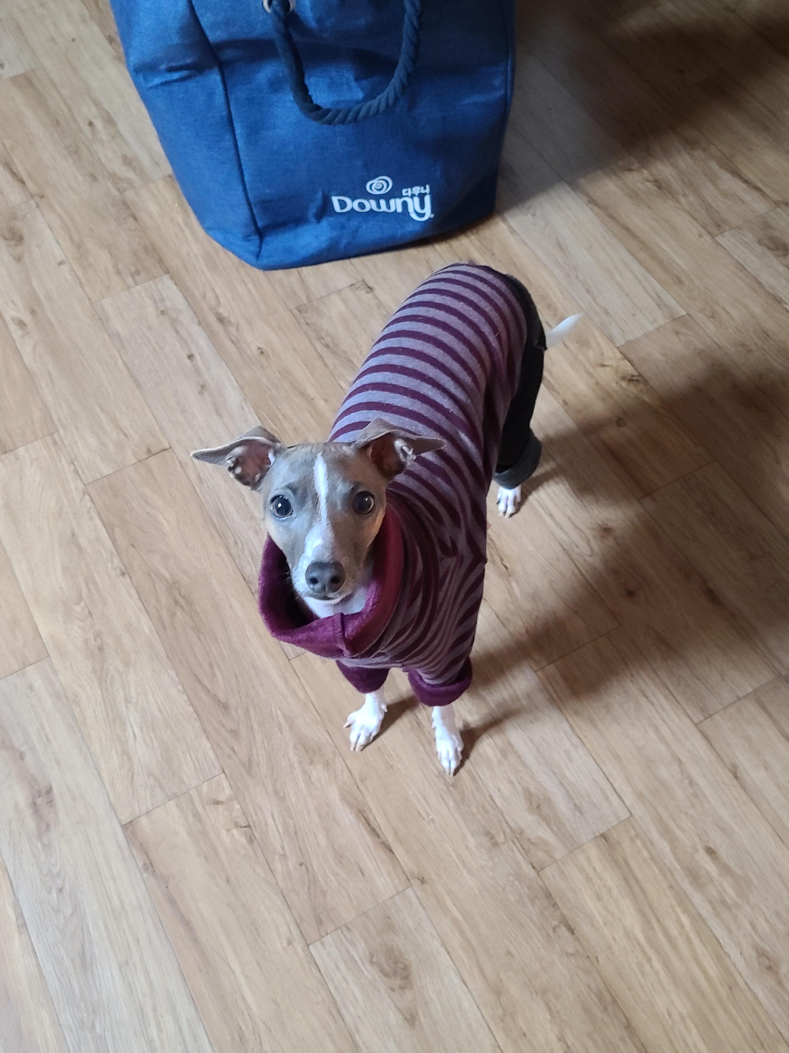 나는 강아지 조카들이 있다. 쏭! 팽!