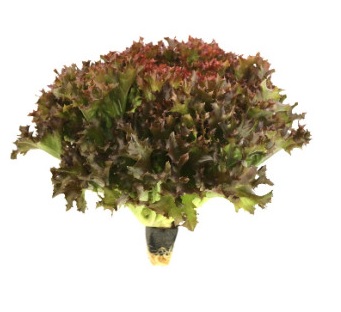 생방송투데이 환승직업 두 번째 인생 충주 쌈 채소 농장 웰팜이에이씨 쌈채소 스마트스토어 주문방법