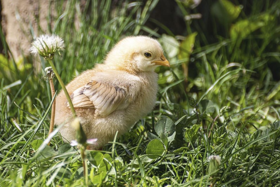 2026년 닭띠 운세 총정리