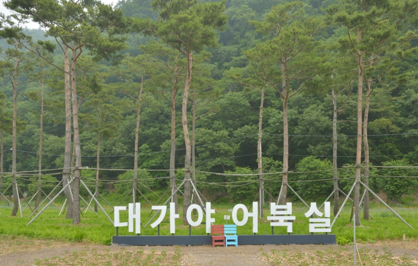 고령 어북실 수레국화 명소, 인생샷 명당과 개화시기 총정리!