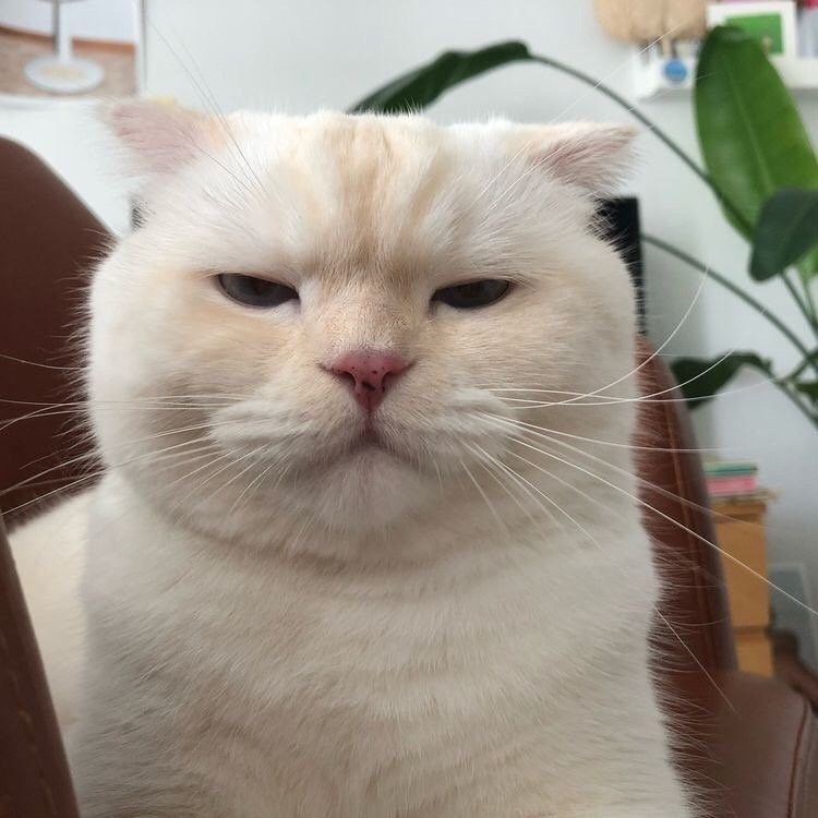 고양이-사진