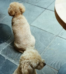 애견미용샵 창업에 대하여 알아보기