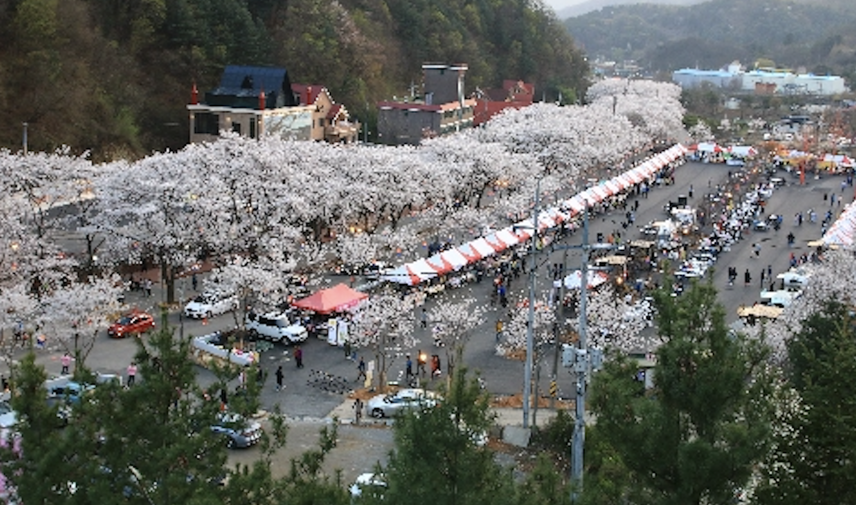 벚꽃 개화시기 2024 축제 일정 및 명소 추천