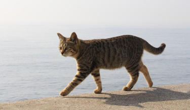 제방을 걷는 고양이.