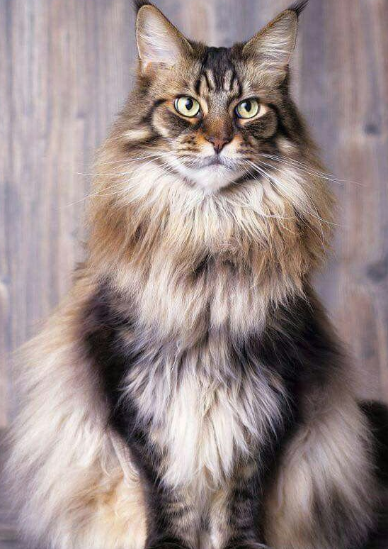 메인 쿤 고양이