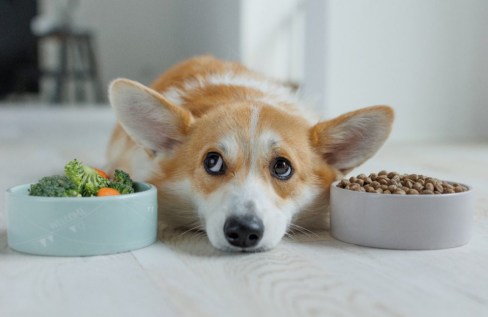 강아지를 반려동물로 키우는 법