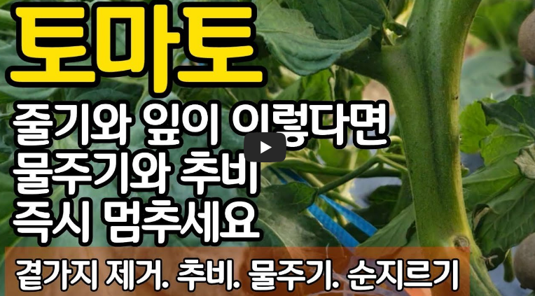 토마토 줄기와 잎이 이렇다면 물주기와 추비 즉시 멈추세요 곁가지 제거. 추비. 물주기. 순지르기
