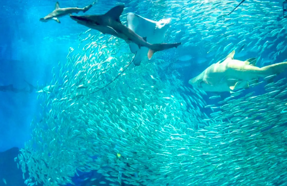 환상적인 아름다움 ‘마린월드 해의 중도’