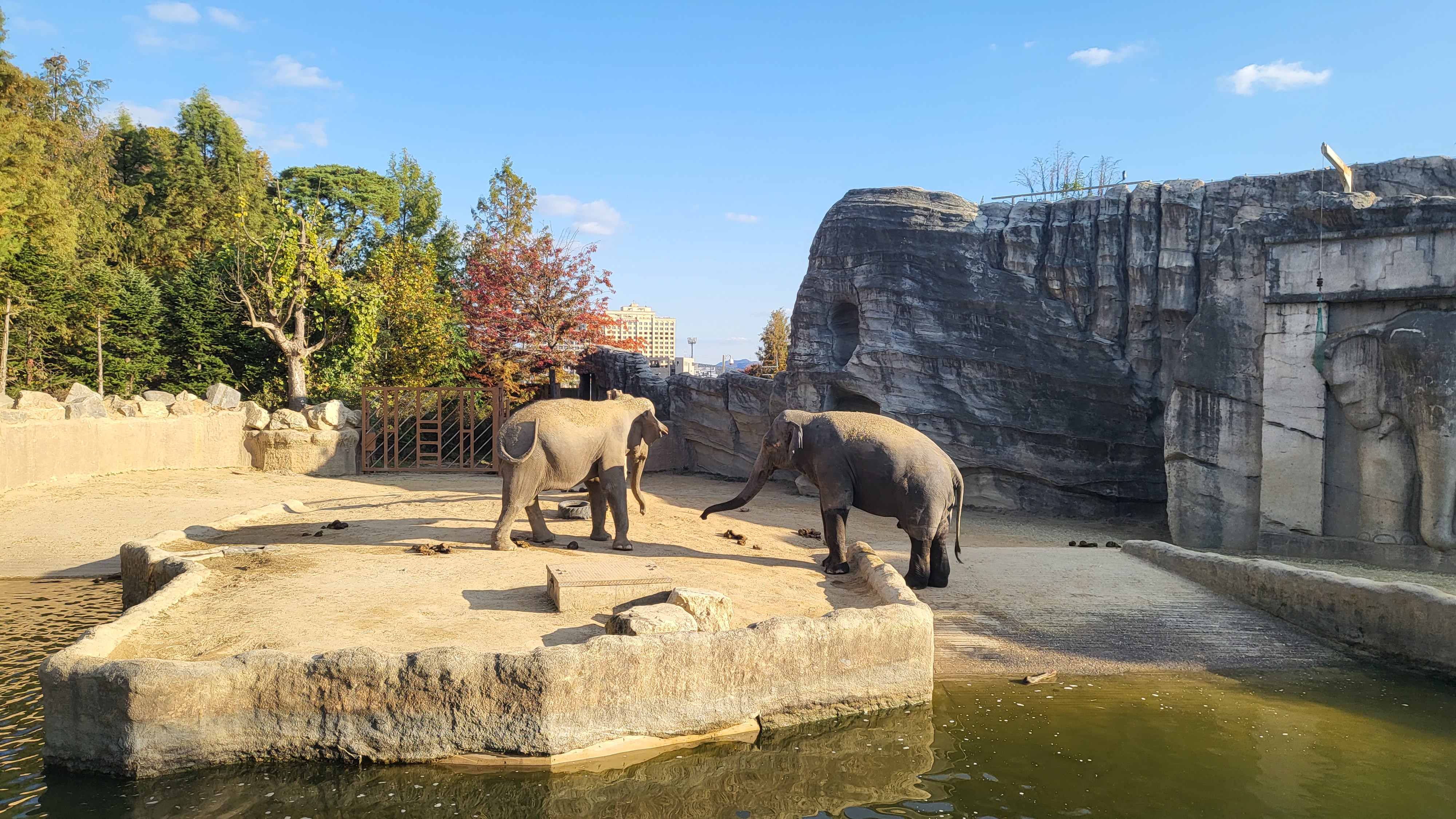 에버랜드 자유이용권 할인받는 꿀팁 총정리