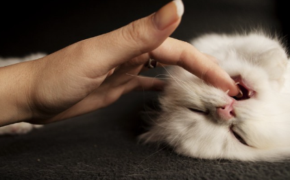 달콤하게 씹는 고양이.