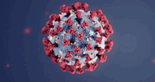 프로폴리스 효능