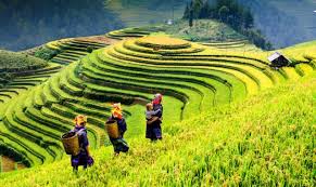 까우 마이 다오 트레킹(Cao Mai Dao Trekking) 사진