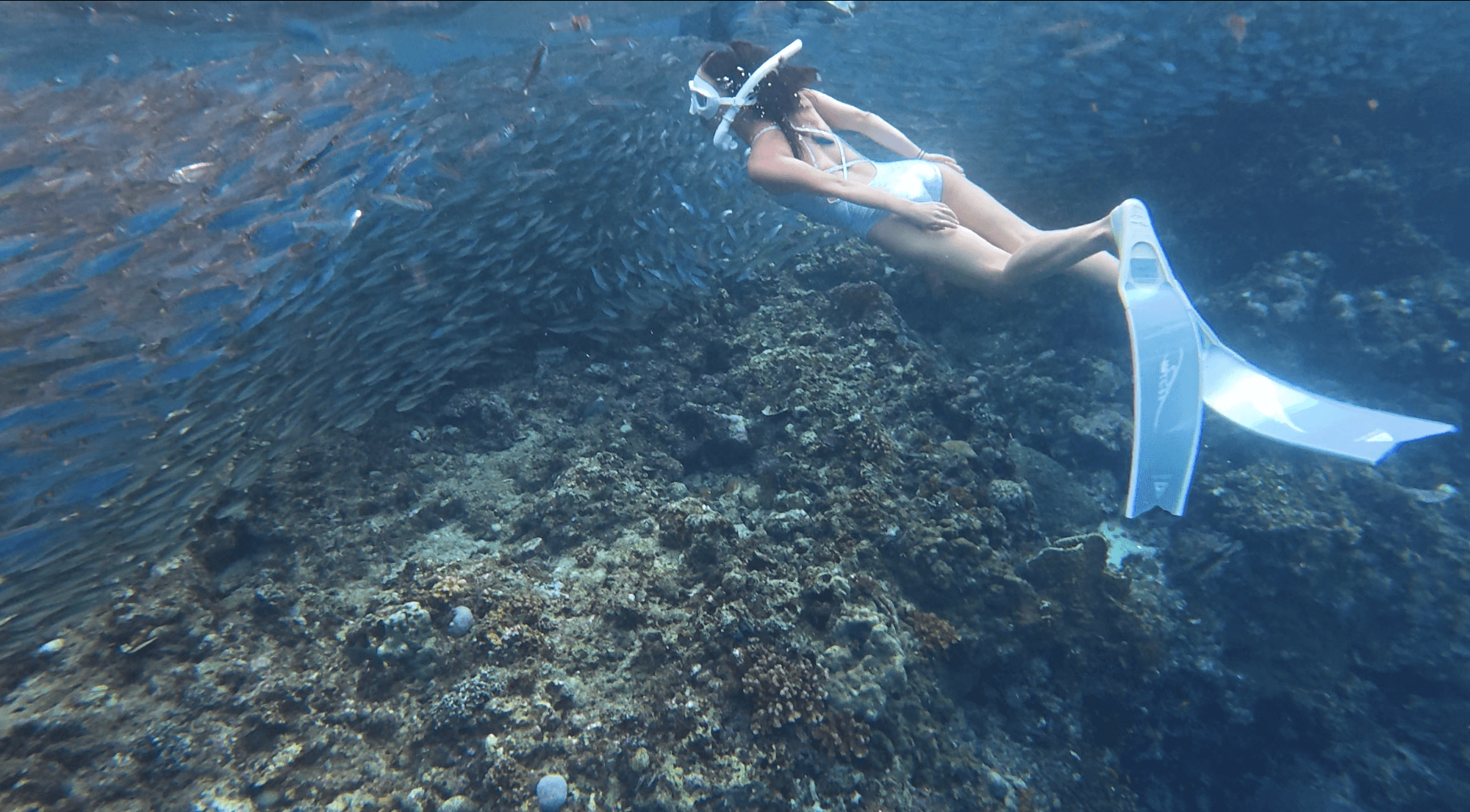 나팔링 정어리떼