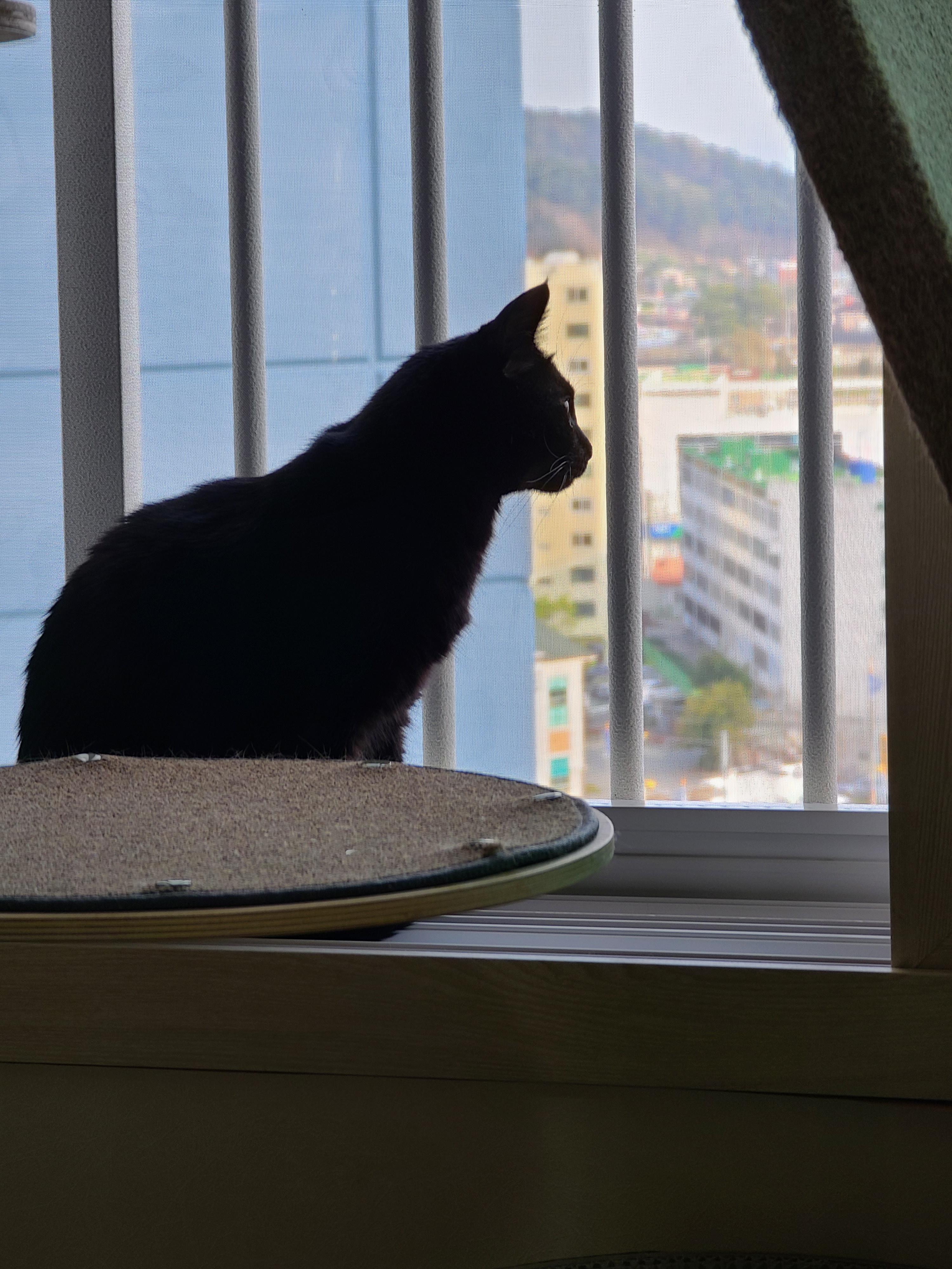 창밖구경을 좋아하는 고양이들의 낙상사고와 가출 예방을 위한 방묘창의 필요성.