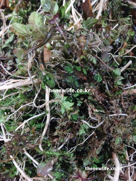 냉이 효능의 소화 촉진을 돕는 풍부한 식이섬유를 보여주는 실사진