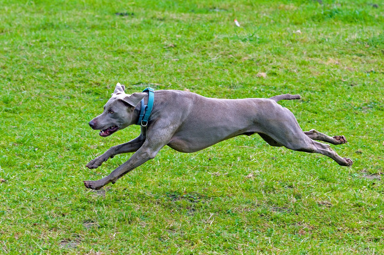 바이마라너(Weimaraner)4