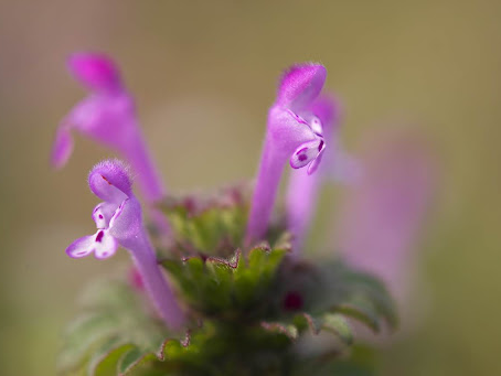 광대나물 효능, 꽃말, 접골초, 목걸레나물 먹는법
