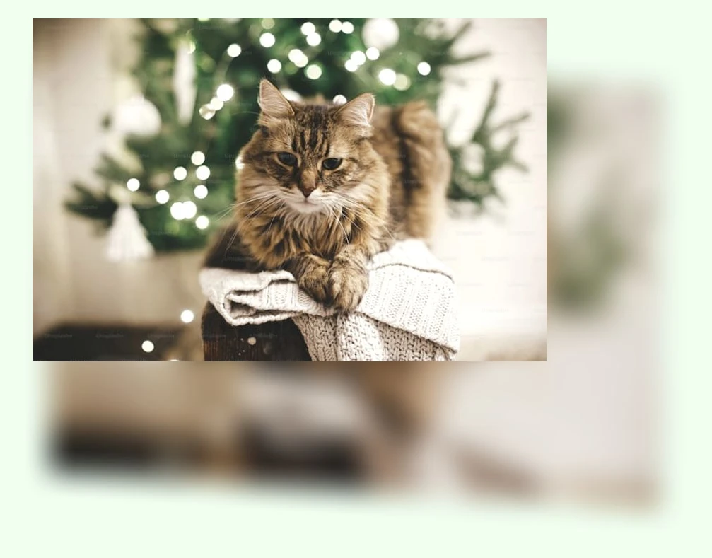 겨울철 반려묘 관리_1_subsection