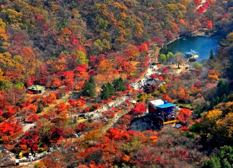 내장산-단풍축제