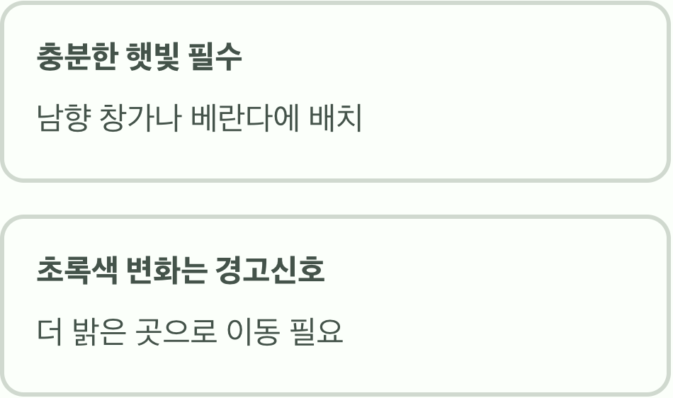1. 햇빛, 황금빛을 만드는 마법
