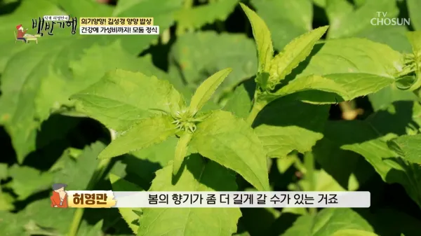 백반기행-청국장-산채비빔밥-양양