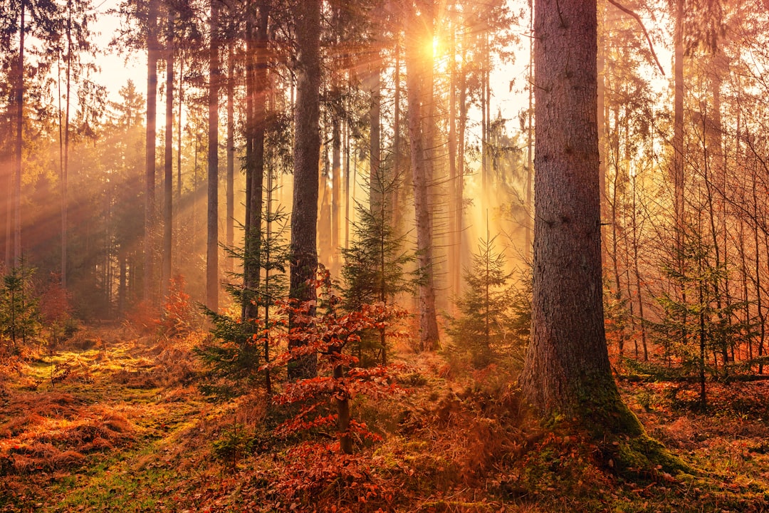Nature