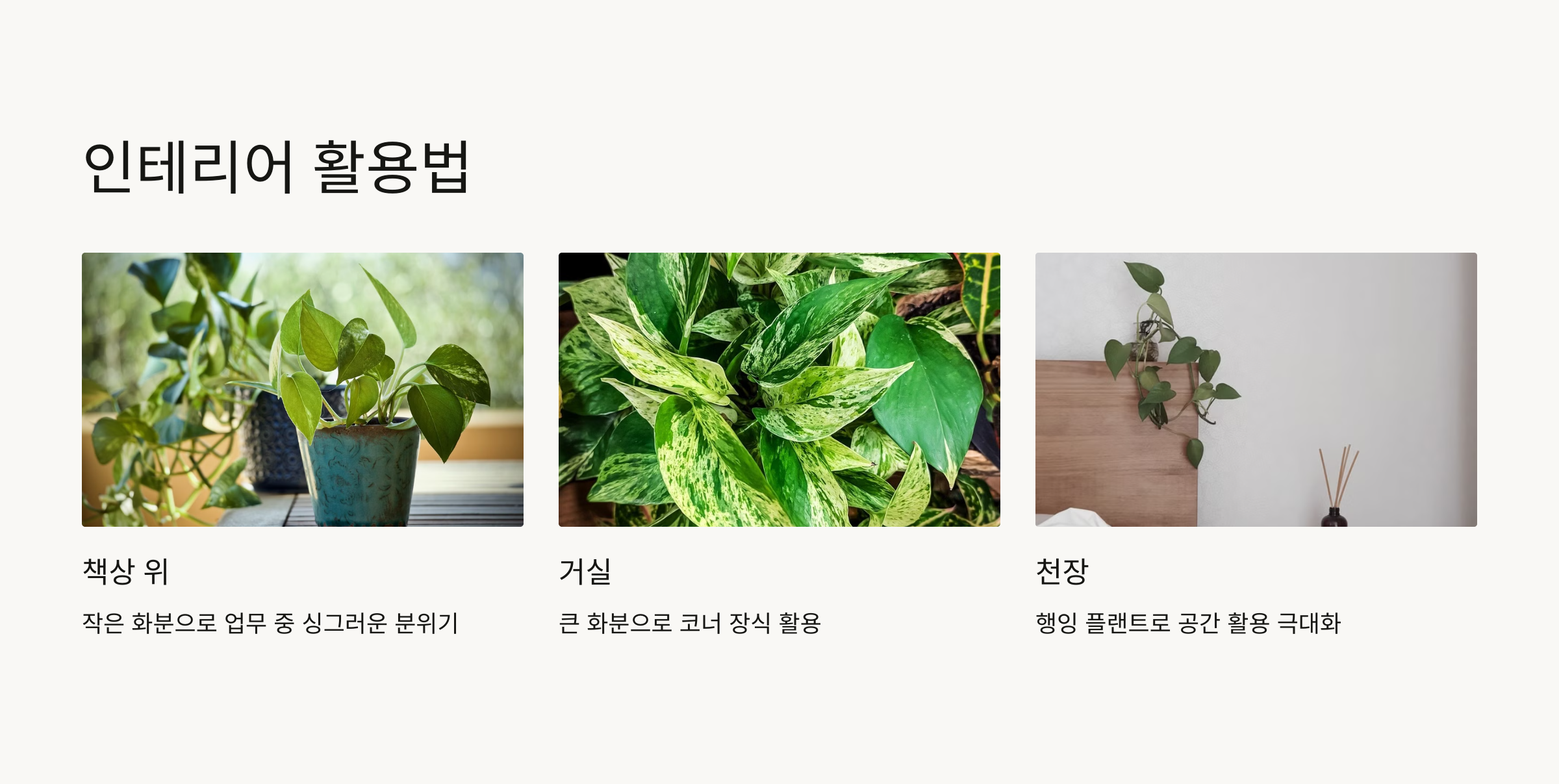 스킨답서스 사진